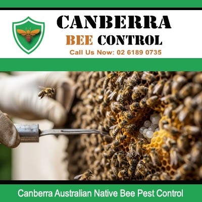Expert native bee hive removal and control services for Canberra properties