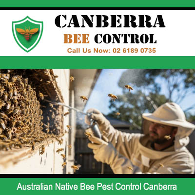 Professional bee pest control safely removing large native bee hive in Canberra tree