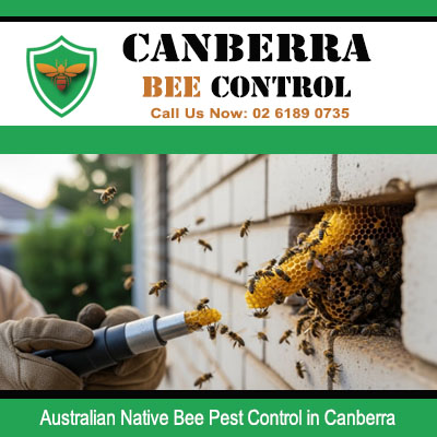 Technician carefully removing Australian native bee nest from Canberra building exterior