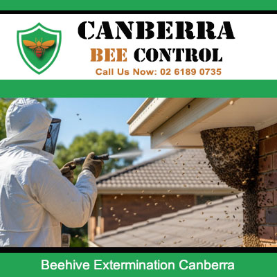 Safe beehive extermination from home exterior by licensed specialist in Canberra