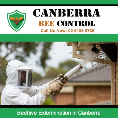 Bee control technician using smoker to safely beehive extermination in Canberra residential area