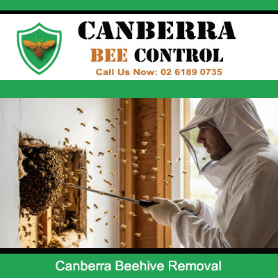 Expert beehive removal with flying bees from residential wall in Canberra area