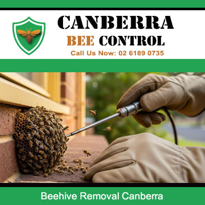 Experienced beehive removal technician carefully extracting small swarm in Canberra garden