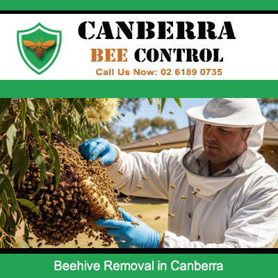 Professional bee pest control specialist safely removing beehive from tree in Canberra garden