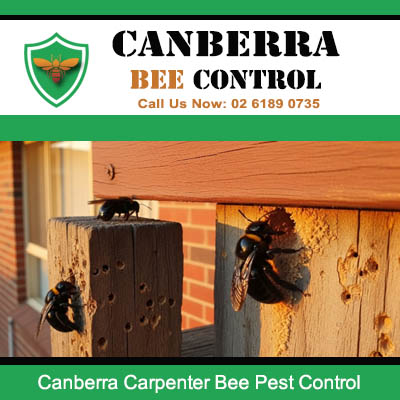 Professional carpenter bee control service for timber damage in Canberra ACT