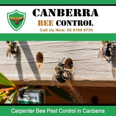 Active carpenter bee infestation in outdoor timber decking requiring pest control in Canberra