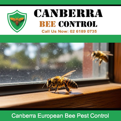 European bee pest control and safe indoor removal in Canberra ACT area