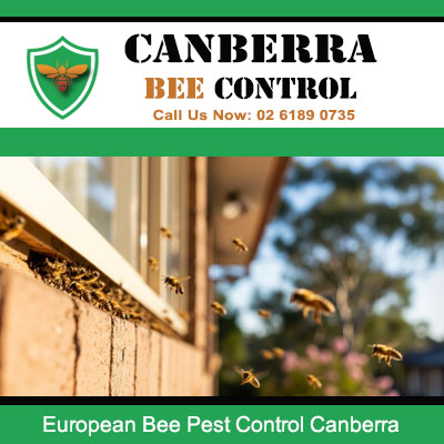 European bees entering roof gap requiring professional sealing and removal in Canberra