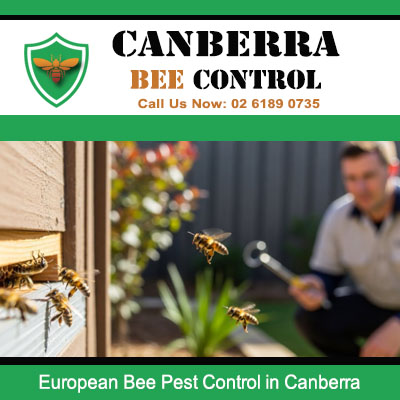 Licensed pest control technician removing European bees from Canberra residential property